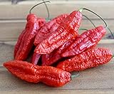Hot Chili Pfeffer Bhut Jolokia Rot - Pepper - ertragreich - über eine Million Einheiten - 10 Samen Foto, bester Preis 1,60 € neu 2024
