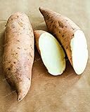 Dichondra Fresh 20Pcs Sweet Potato Vegetables Seeds for Planting White Photo, best price $14.99 new 2024