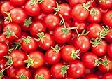 30+ Sweetie Cherry a.k.a. Sugar Sweetie Tomato Seeds, Heirloom Non-GMO, Extra Sweet, Heavy-Yielding, Indeterminate, Open-Pollinated, Delicious, from USA Photo, best price $2.69 ($38.16 / Ounce) new 2024