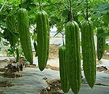 20 Bitter Melon Seed(s)-ASFP Green Skin Bitter Gourd Ku Gua 青皮苦瓜, Can Grow in Pot or Tray Photo, best price $16.22 new 2024