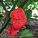 Photo Wayland Chiles Carolina Reaper Seeds (Red)