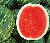 David's Garden Seeds Fruit Watermelon (Seedless) Chunky (Red) 25 Non-GMO, Hybrid Seeds Photo, best price $9.95 new 2024