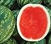 Photo David's Garden Seeds Fruit Watermelon (Seedless) Chunky (Red) 25 Non-GMO, Hybrid Seeds