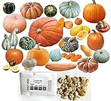 HARLEY SEEDS - Mixed!!! 50+ Pumpkin and Winter Squash Mix Seeds Non-GMO 25 Varieties Delicious Grown in USA. Rare, Super Profilic and Delicious! Photo, best price $9.85 ($0.20 / Count) new 2024