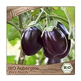 BIO Aubergine Samen Sorte Black Beauty (Solanum melongena) Gemüsesamen Eierfrucht Saatgut Foto, bester Preis 3,29 € neu 2024
