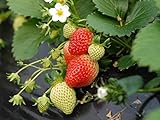 Everbearing Strawberry Seeds 200PCS Non-GMO Photo, best price $8.99 ($0.04 / Count) new 2024