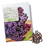 BIO Grünkohl Samen (Redbor) - Grünkohl Saatgut aus biologischem Anbau ideal für die Anzucht im Garten, Balkon oder Terrasse Foto, bester Preis 4,90 € neu 2024