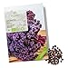 Foto BIO Grünkohl Samen (Redbor) - Grünkohl Saatgut aus biologischem Anbau ideal für die Anzucht im Garten, Balkon oder Terrasse