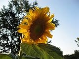 Monster Sunflower 30+ ( Ct ) Photo, best price $16.00 new 2024