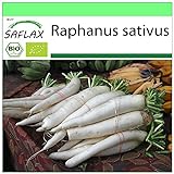 SAFLAX - BIO - Rettich - Japanischer Daikon - 100 Samen - Raphanus sativus Foto, bester Preis 3,95 € neu 2024