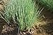 Photo Frais gallois ciboule - 500 graines - Evergreen japonais Negi Scallion - Perennnial