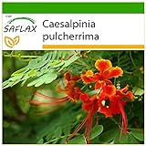 SAFLAX - Pequeño flamboyan - 10 semillas - Con sustrato estéril para cultivo - Caesalpinia pulcherrima Foto, mejor precio 4,45 € nuevo 2024
