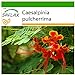 Foto SAFLAX - Pequeño flamboyan - 10 semillas - Con sustrato estéril para cultivo - Caesalpinia pulcherrima
