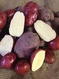Seed Potato, Red Lasoda, (5 Lbs.), Certified Minnesota Grown Red Lasoda Photo, best price $8.95 ($0.11 / Ounce) new 2024