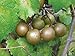 Photo 15 Seeds of Bronze Scuppernong (Muscadine) Female Native Heirloom Grape Non GMO