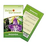 Glockenreben Violett Blue Samen - Cobaea scandens - Glockenrebensamen - Blumensamen - Saatgut für 8 Pflanzen Foto, bester Preis 2,19 € (0,27 € / stück) neu 2024