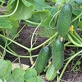 200+ Cucumber Seeds for Planting, Non-GMO, Premium Heirloom Seeds Photo, best price $10.99 ($0.05 / Count) new 2024