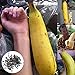 Photo Grosses graines Banana, 1 Grand sac banane douce Graine Haute Germination Prix Graine frais Accueil Graine de plantes pour Balcon