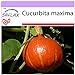 Foto SAFLAX - Calabaza Hokkaido - 10 semillas - Cucurbita maxima