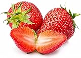 Strawberry Seeds for Planting in Your Indoor or Outdoor Garden: Non-GMO,Non-Hybrid,Heirloom and Organic (100PCS) Photo, best price $9.95 new 2024