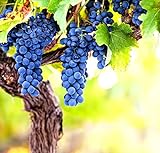Wine Grape Vine Seeds for Planting - 100+ Seeds - Ships from Iowa, USA Photo, best price $9.09 ($0.09 / Count) new 2024