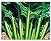 Foto Semillas de acelga verde de corte liso - verduras - beta vulgaris - 750 semillas aproximadamente - las mejores semillas de plantas - flores - frutas raras - remolachas verdes lisas - idea de regalo
