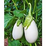Cloud Nine Hybrid Eggplant Seeds (30+ Seed Package) Photo, best price $4.19 new 2024