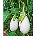 Photo Cloud Nine Hybrid Eggplant Seeds (30+ Seed Package)
