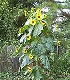 15 Seeds (PKD) King Kong Sunflower Photo, best price $20.00 new 2024