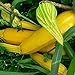 Foto 100 semillas de calabacín amarillo, alta tasa de germinación, fácil de crecer, plantas vegetales de calabaza en maceta sin gmo para la agricultura en el hogar de jardín 100pcs Un tamaño