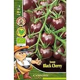 Semillas ecológicas de Tomate Black Cherry Foto, mejor precio 4,42 € nuevo 2024