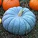 Foto 100 semillas de calabaza unids/bolsa, semillas de calabaza azul nutritivas, raras y deliciosas para plantar en casa, jardín al aire libre 1 Semillas de calabaza azul