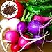 Foto 150 unids Color mezclado Semillas de rábano nutritivo, Fácil cultivo de jardín de jardín para plantar jardín yarda al aire libre 1 Semillas de rábano
