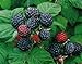 Photo 2 Jewel - Black Raspberry Plant - Everbearing - All Natural Grown - Ready for Fall Planting