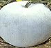 Photo Big Pack - (100) Winter Melon Round, Wax Gourd Seeds - Tong Qwa - Used in Asian Soup Dishes - Non-GMO Seeds by MySeeds.Co (Big Pack - Wax Gourd)