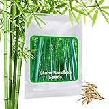 BAMBOU GEANT MOSO env. 60 graines / Phyllostachys pubescens / 