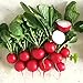 Photo 500+ Radish Seeds- Cherry Belle Radish