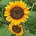 Photo Sun Spot Nain de tournesol 50 graines fleurs jaune vif avec des centres sombres