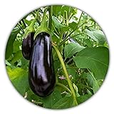 Aubergine - ca.50 Samen - Solanum melongena - guter Ertrag - Resistente Sorte Foto, bester Preis 3,49 € neu 2024