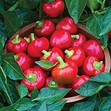 Burpee Cherry Stuffer Sweet Pepper Seeds 25 seeds Photo, best price $8.09 new 2024