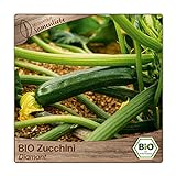Samenliebe BIO Zucchini Samen Diamant grün 10 Samen samenfestes Gemüse Saatgut für Gewächshaus Freiland und Balkon BIO Gemüsesamen Foto, bester Preis 3,49 € neu 2024