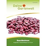 Buschbohnen Augusta Samen - Phaseolus vulgaris - Buschbohnensamen - Gemüsesamen - Saatgut Foto, bester Preis 2,99 € neu 2024