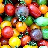 100 piezas de semillas de tomate de cereza arcoíris de semillas de tomate enano de herencia colorida para plantar el jardín de su casa Foto, mejor precio 4,99 € nuevo 2024