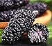 Foto 50 piezas de semillas de morera negra Reliquia de familia Semillas de arbusto de fruta perenne de BlackBerry dulce para el balcón del jardín de su casa Frutas de morera suculentas deliciosas