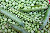 Willet's Wonder English Pea - Very Prolific and Tasty! Green Sweet Peas!!!!Mmmmm(100 - Seeds) Photo, best price $7.69 ($0.08 / Count) new 2024
