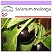 Foto SAFLAX - Berenjena - 20 semillas - Solanum melonga
