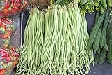 Yard Long Bean Seeds 85+ Seeds, Asian Heirloom Yard Long Beans Seeds, Asparagus Beans Seeds, Phaseolus Vulgaris, Non GMO Photo, best price $7.45 ($0.09 / Count) new 2024