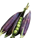 Burpee Purple Podded Pea Seeds 200 seeds Photo, best price $9.36 ($0.05 / Count) new 2024