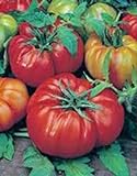 Tomato, Beefsteak, Heirloom, 25+ Seeds, Great Sliced Tomato, Delicious Photo, best price $1.99 ($0.08 / Count) new 2024