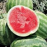 Unknown Red Rock Watermelons (Seedless) Seeds (25 Seed Packet) (More Heirloom, Organic, Non GMO, Vegetable, Fruit, Herb, Flower Garden Seeds at Seed King Express) Photo, best price $5.29 new 2024